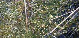 Image of Ranunculus rionii Lagger
