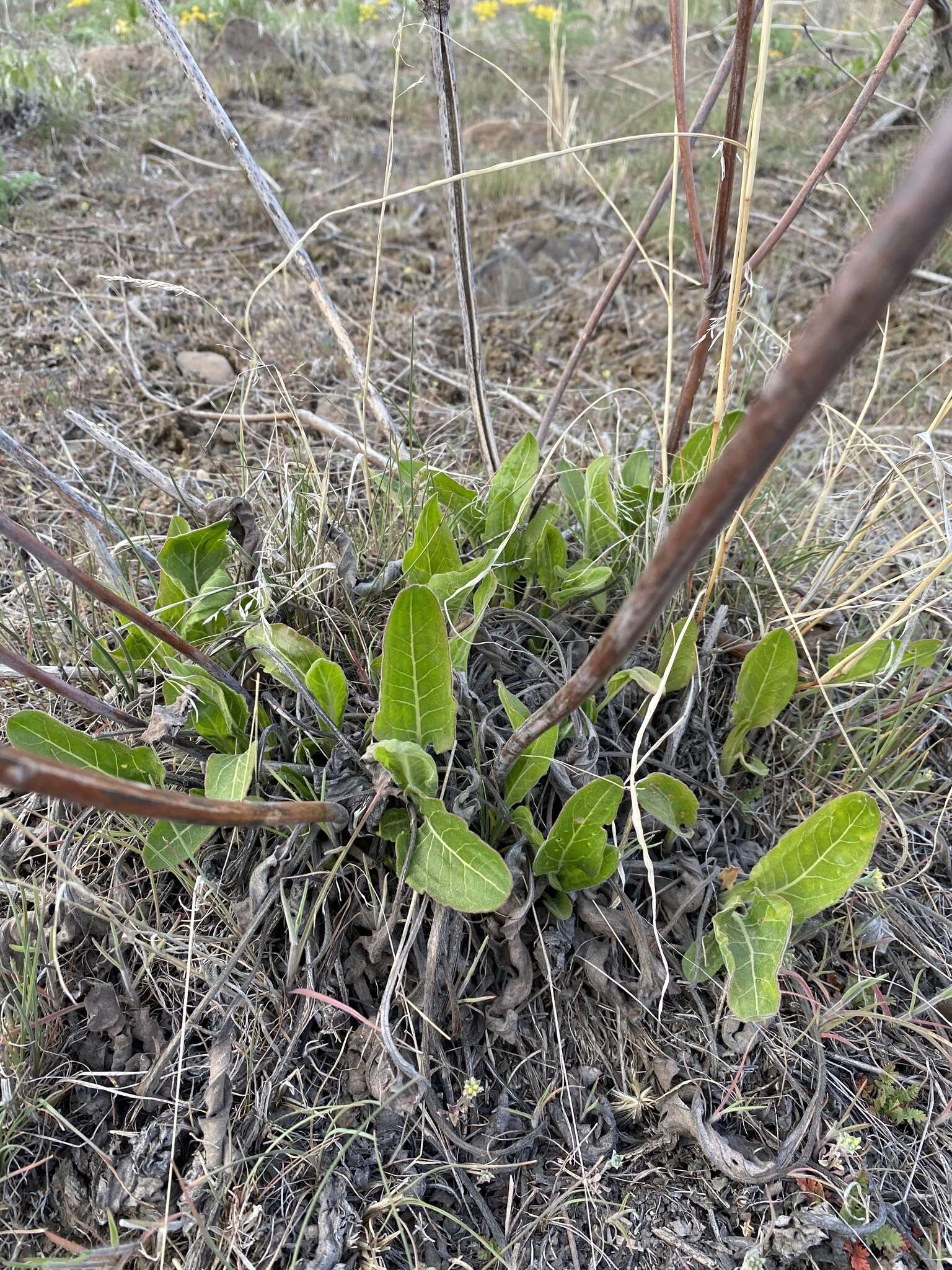 Imagem de Eriogonum elatum var. elatum