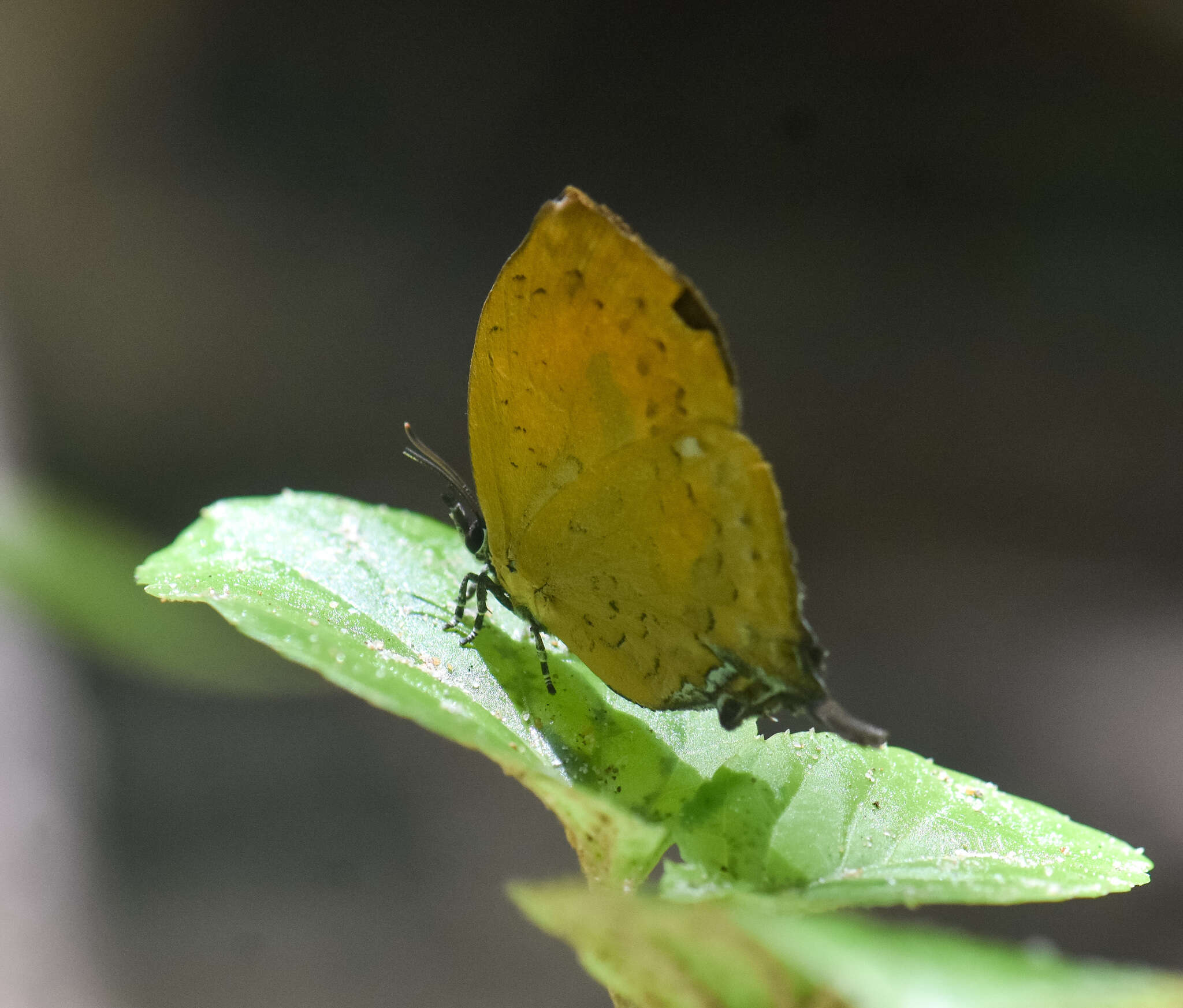 Image of Yasoda tripunctata (Hewitson 1863)