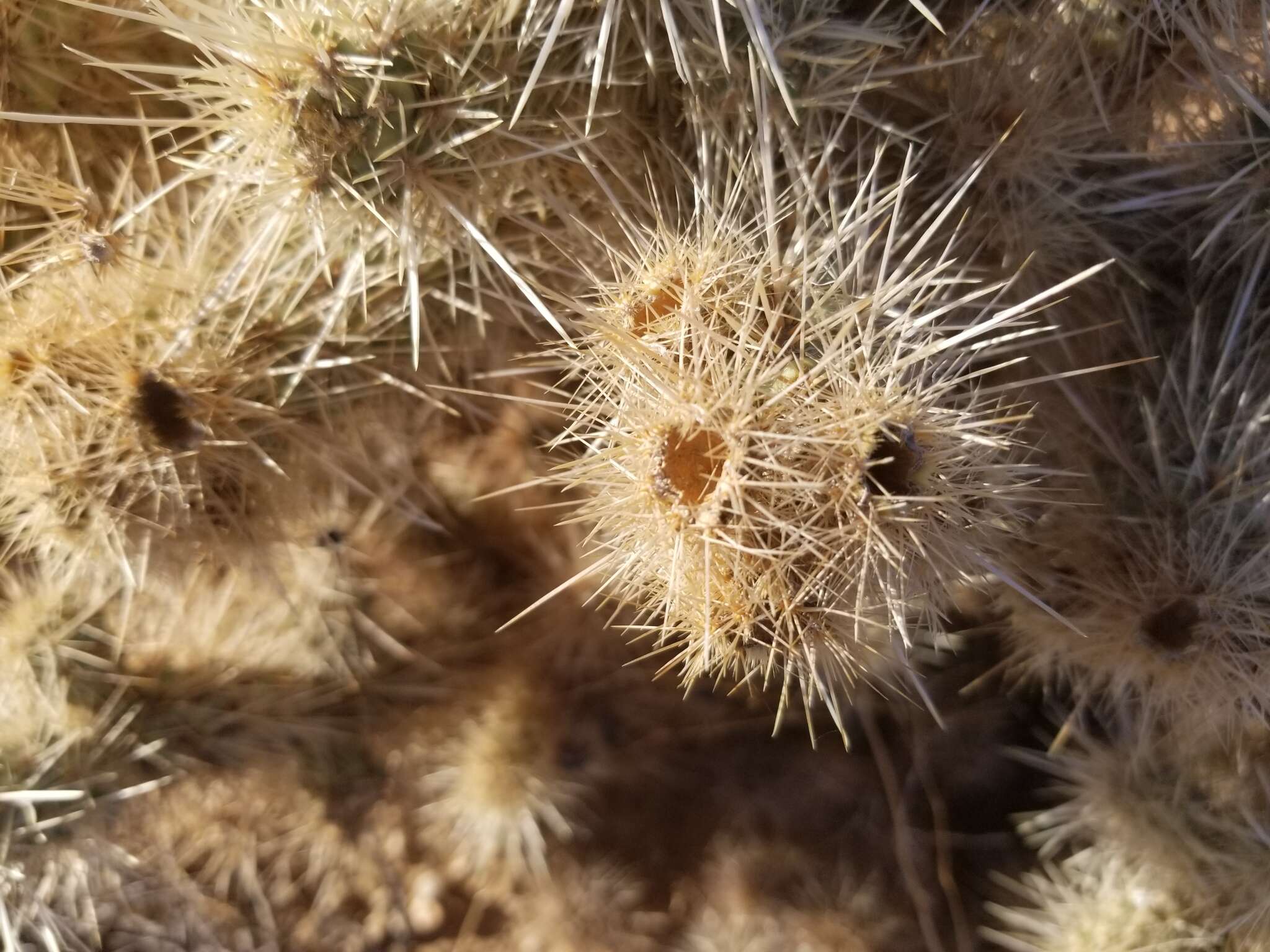 Image de <i>Cylindropuntia chuckwallensis</i>