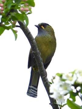 Image of Liocichla Swinhoe 1877