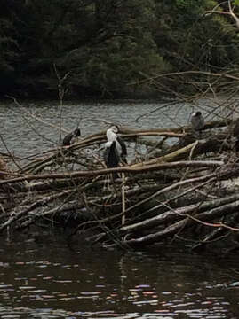 Image of Phalacrocorax varius varius (Gmelin & JF 1789)