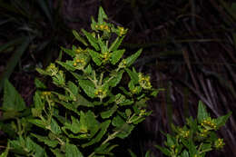 Image of Calea clematidea Baker