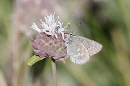 Image of Satyrium fuliginosa (Edwards 1861)