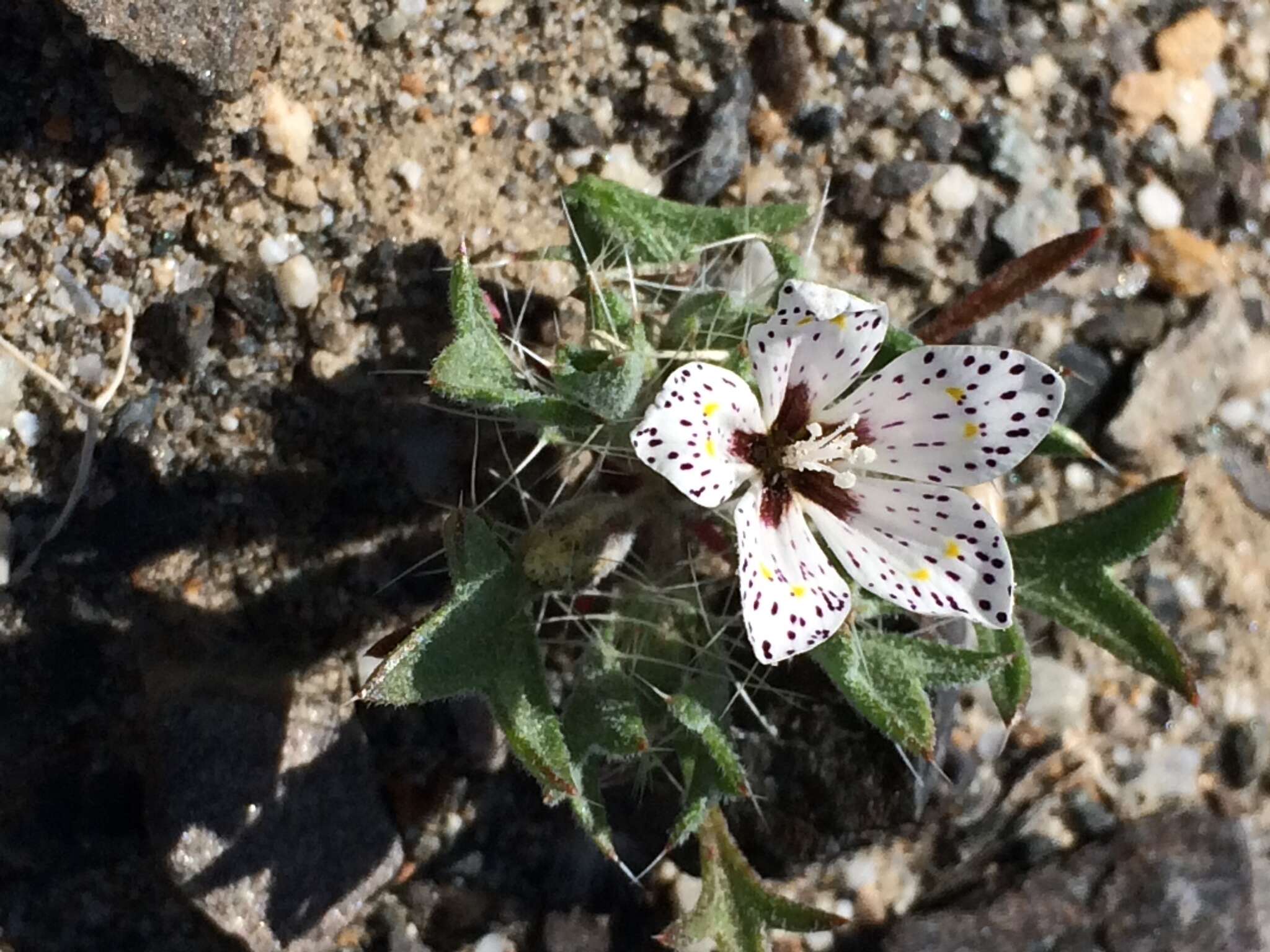 Image of Great Basin langloisia