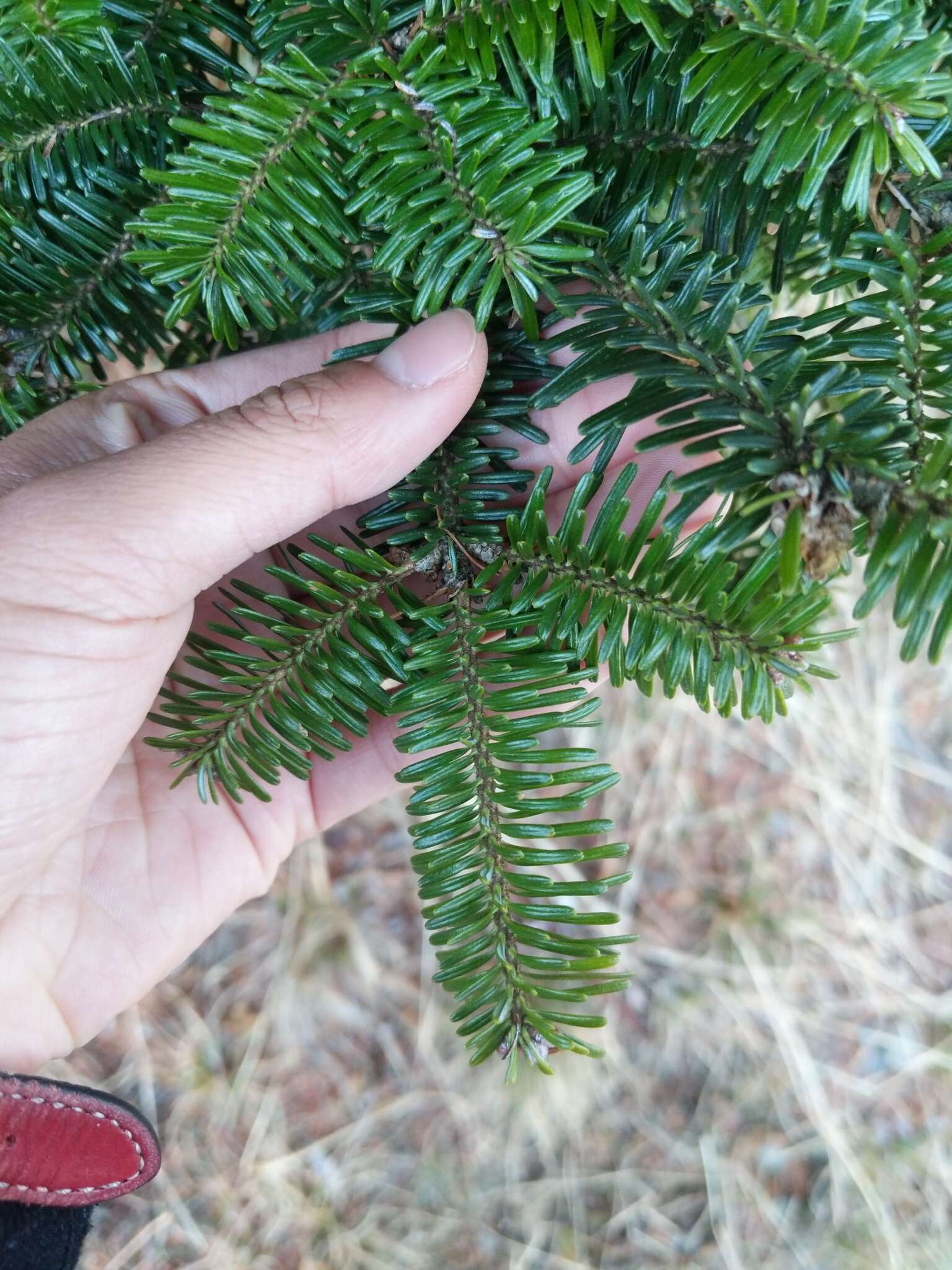 Image of Fraser Fir