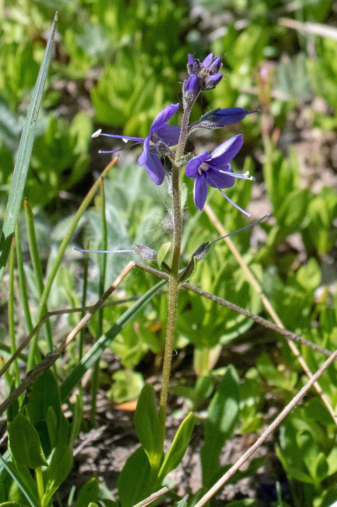 Image de Veronica cusickii A. Gray