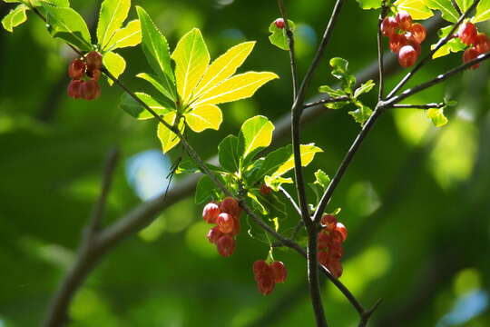 Enkianthus cernuus rubens (Maxim.) Ohwi的圖片