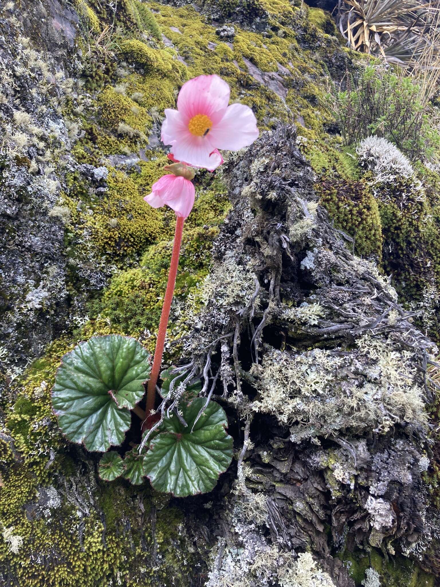 Слика од Begonia veitchii Hook. fil.