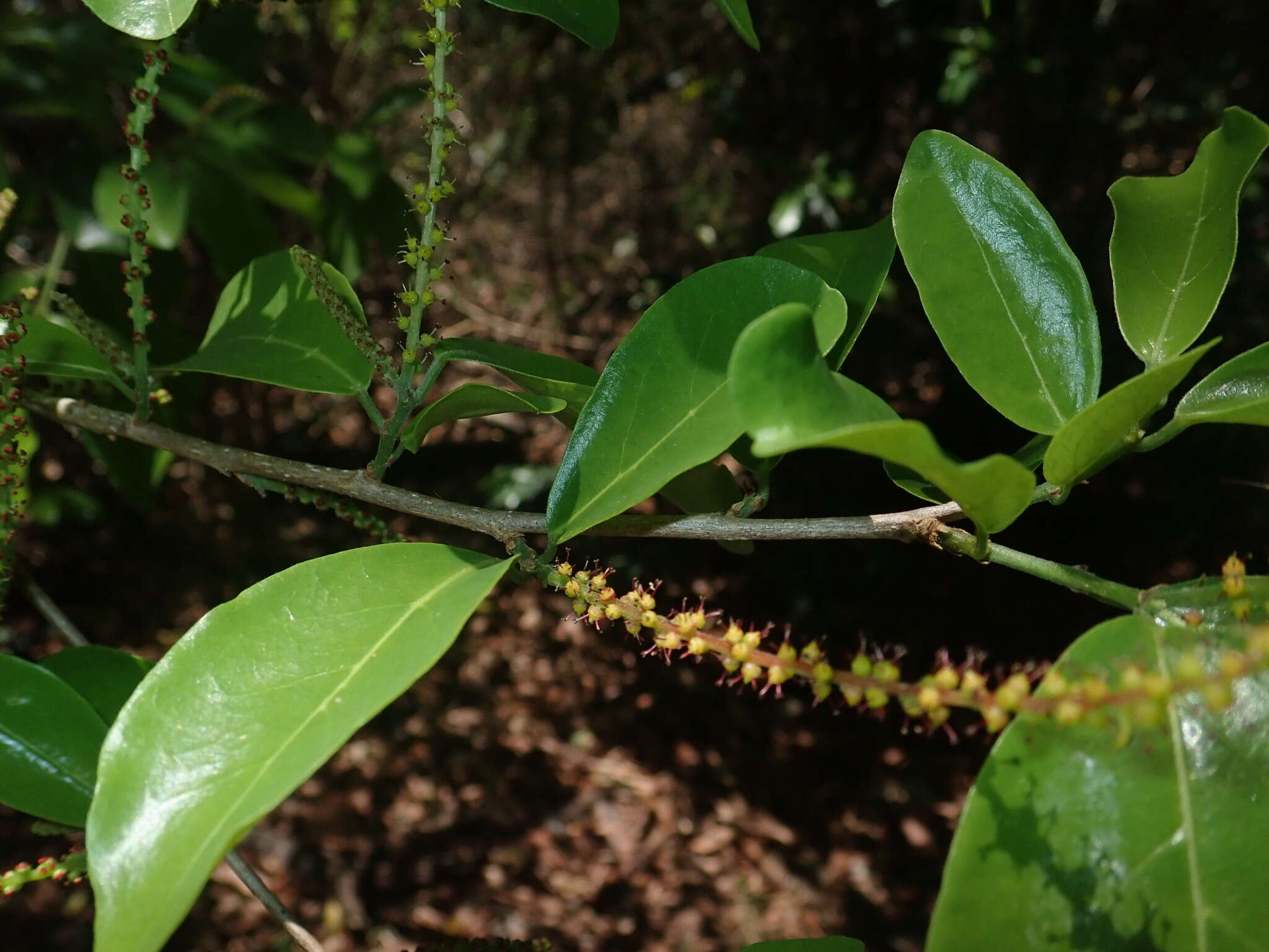 Image of Antidesma madagascariense Lam.