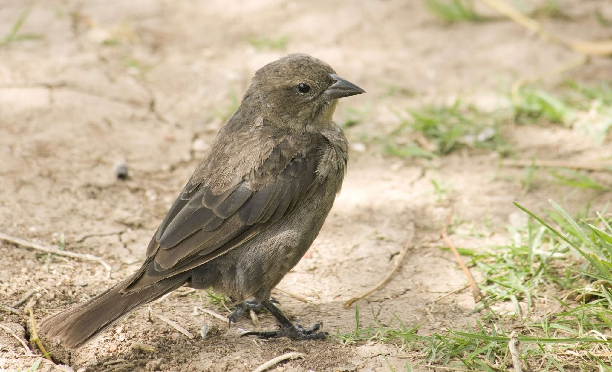 Image of Shiny Cowbird