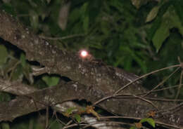 Image of Rufous Nightjar