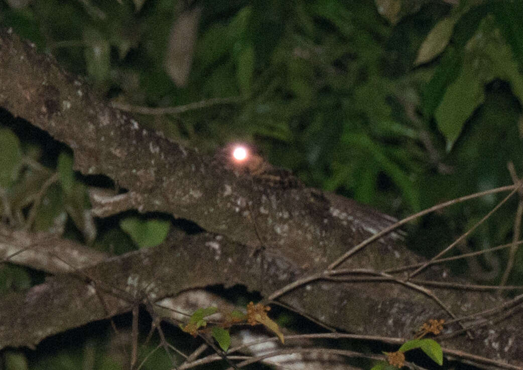 Image of Rufous Nightjar