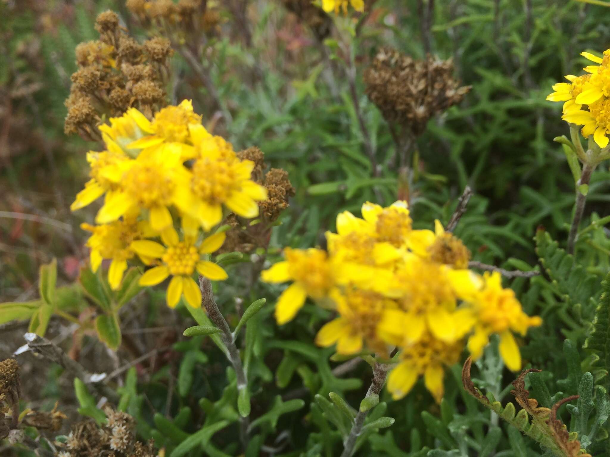 Слика од Eriophyllum staechadifolium Lag.