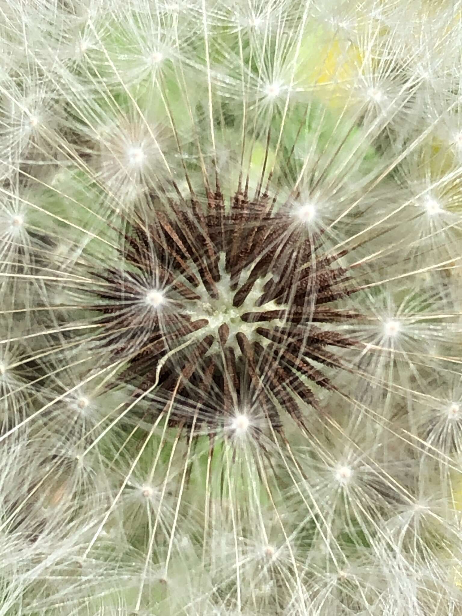 Image of Taraxacum mongolicum Hand.-Mazz.