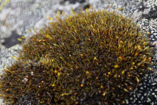 Image of grimmia dry rock moss