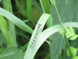 Image of Ornate Bluet