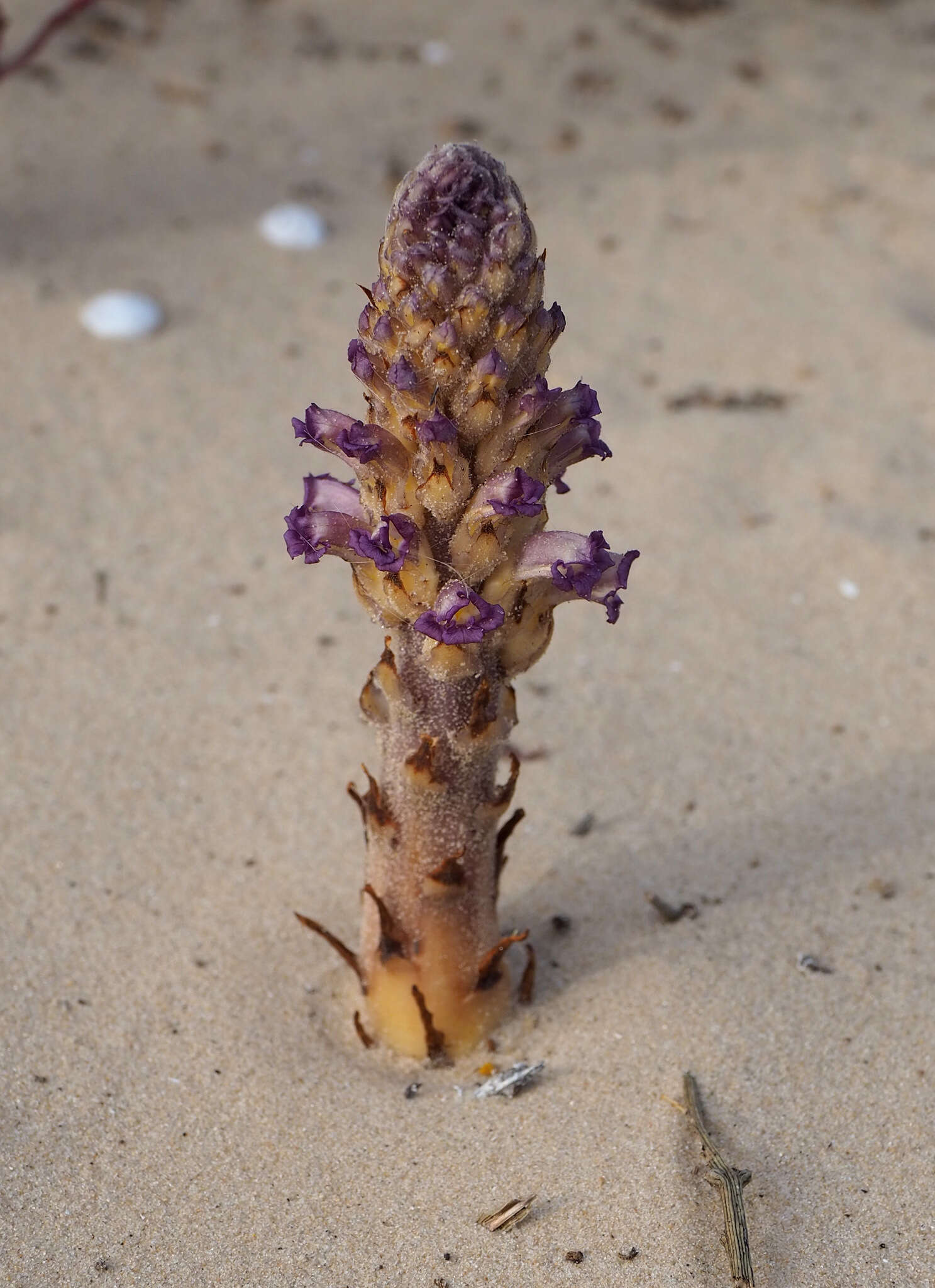 Image of nodding broomrape