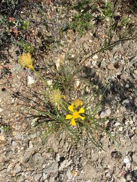 Image of rincon rubberweed