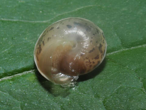 Image of girdled snail