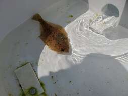 Image of Pacific sanddab