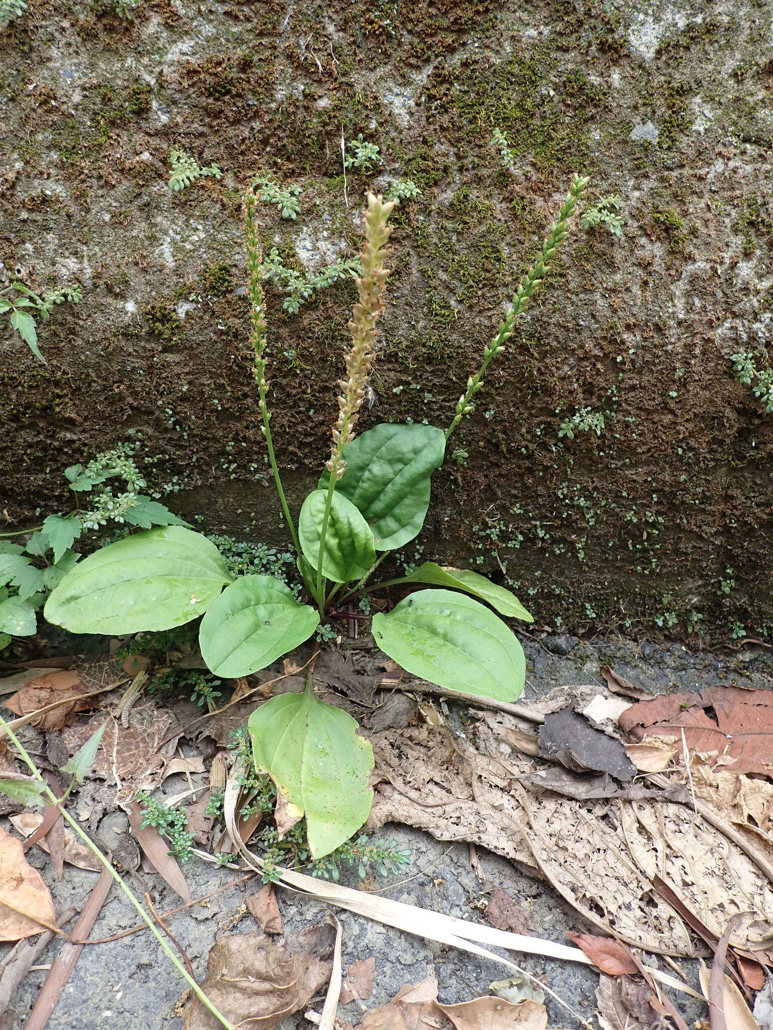 Image de Plantago asiatica L.