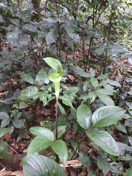 Image of Arisaema balansae Engl.