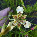 Image of Moraea deltoidea Goldblatt & J. C. Manning