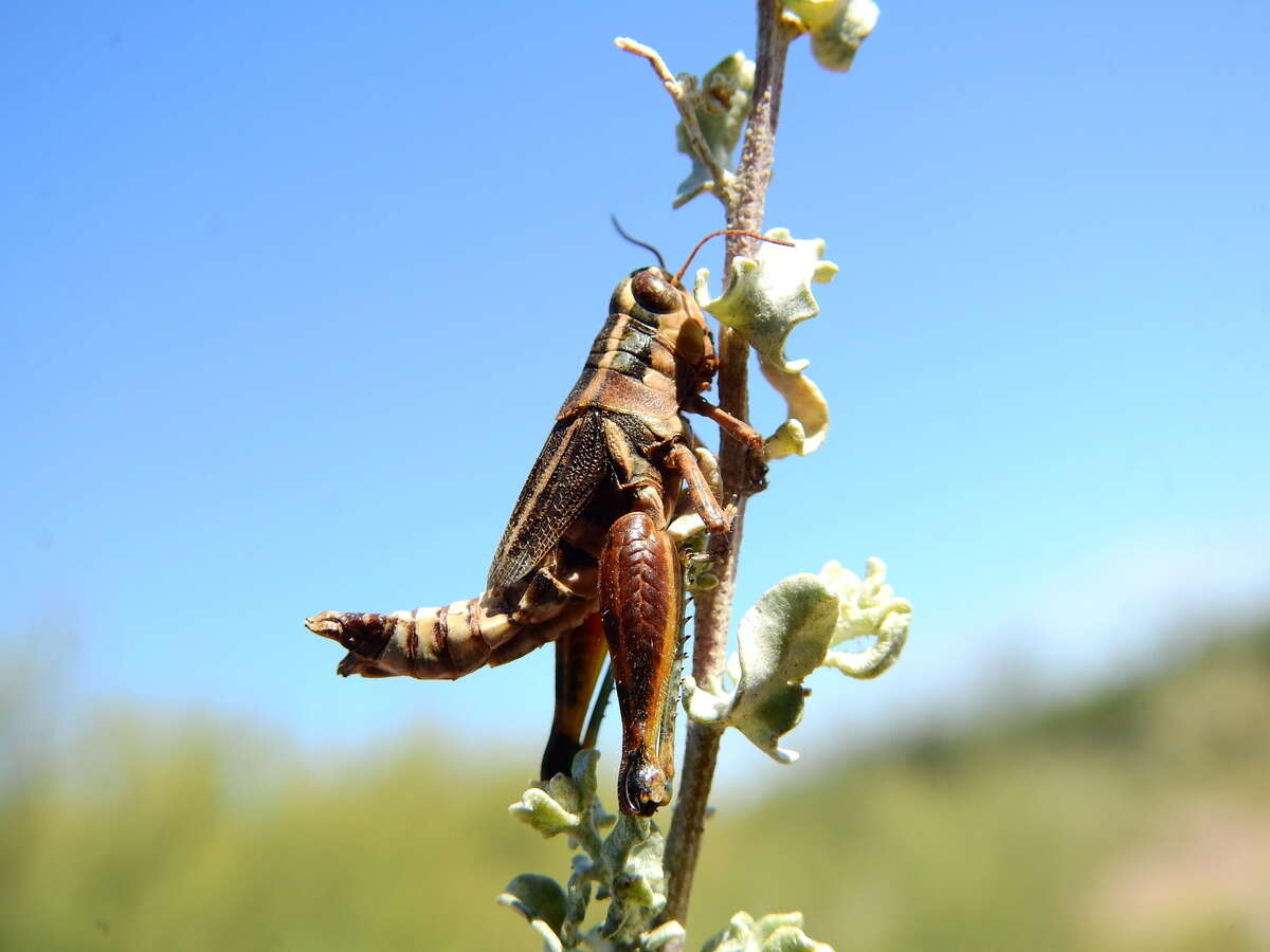 Image of Dichroplus vittatus Bruner & L. 1900