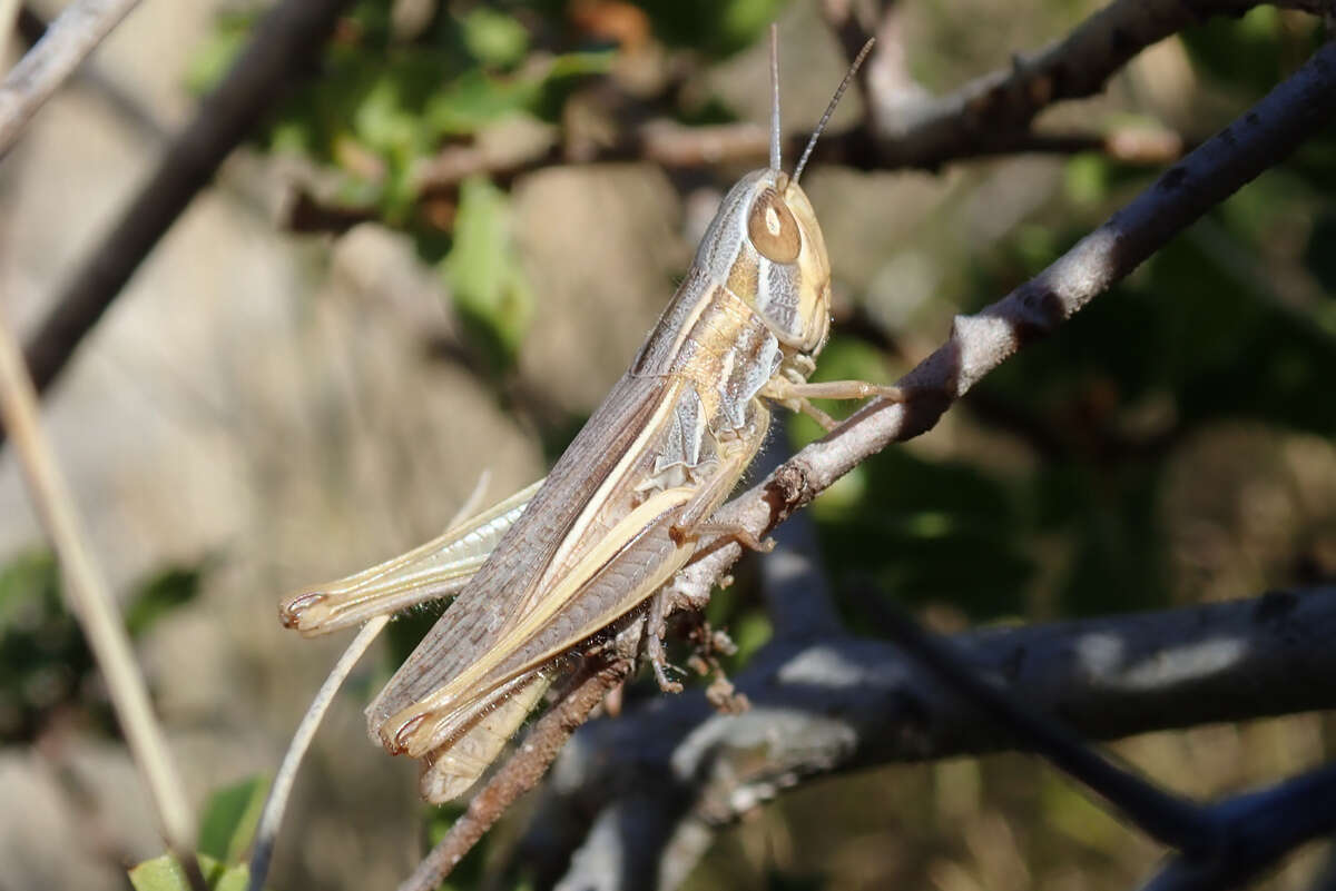 Image of Euchorthippus chopardi Descamps 1968