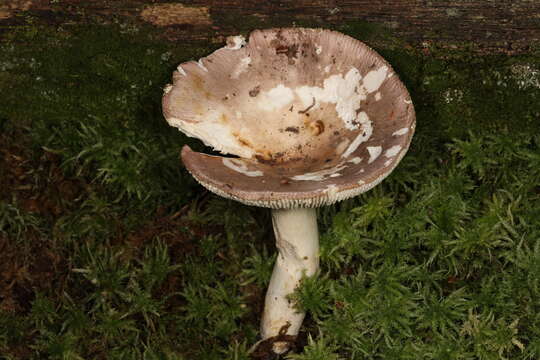 Image of Russula simulans Burl. 1921