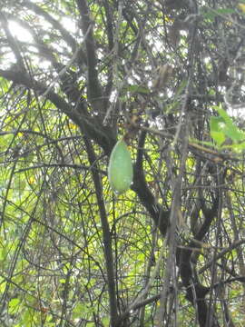 Image of banana passionflower