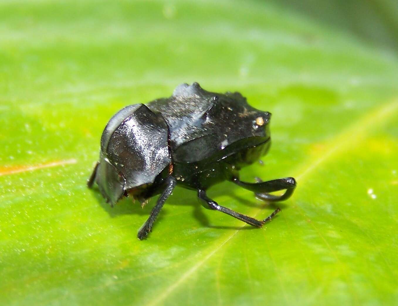 Image of Deltochilum (Calhyboma) carinatum (Westwood 1837)