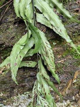 Plancia ëd Asplenium wrightii Eaton ex Hook.