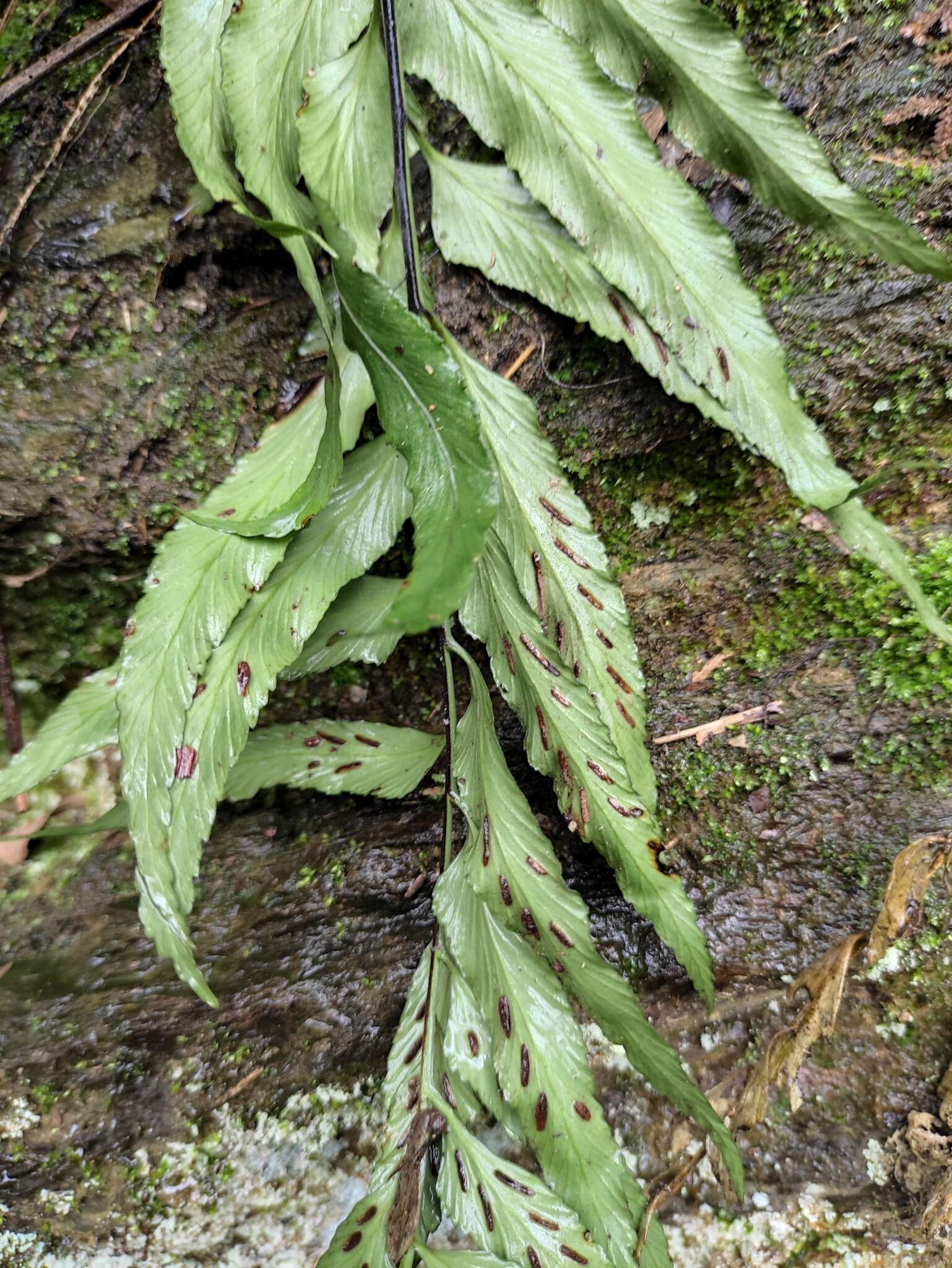 Image of Asplenium wrightii Eaton ex Hook.