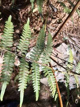 Imagem de Pteridium arachnoideum (Kaulf.) Maxon