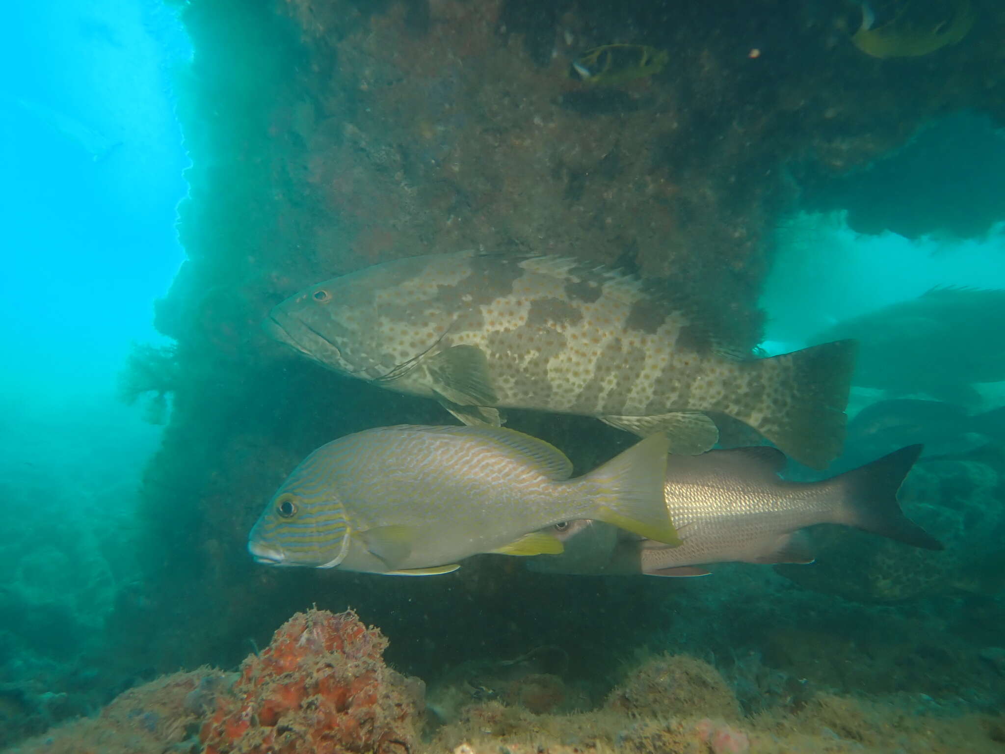 صورة Plectorhinchus multivittatus (Macleay 1878)