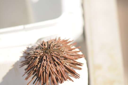 Image of Atlantic purple sea urchin