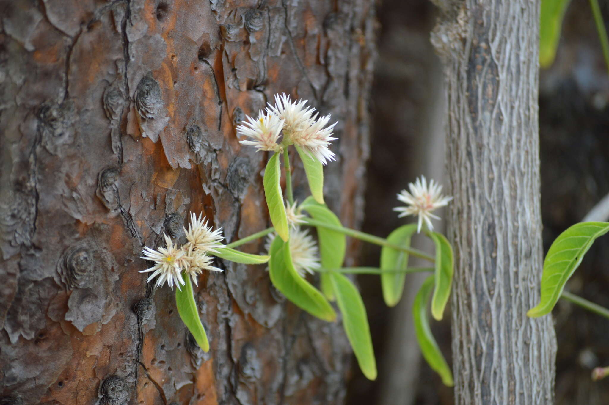 Image de Alternanthera echinocephala (Hook. fil.) Christopherson