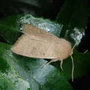 Image of Orthosia paromoea Hampson 1905