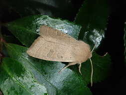 Image of Orthosia paromoea Hampson 1905