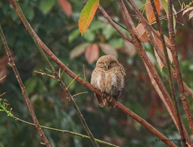 Image of Asian Barred Owlet