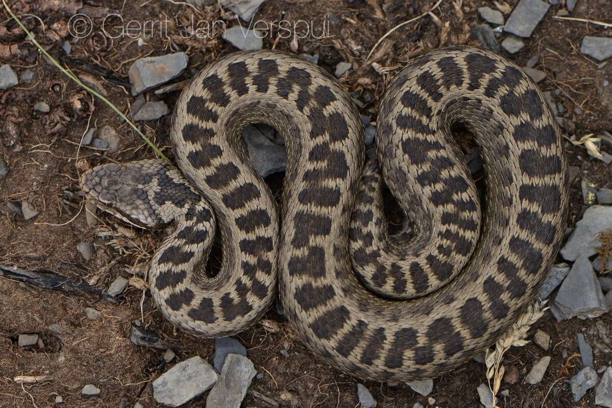 Imagem de Vipera dinniki Nikolsky 1913