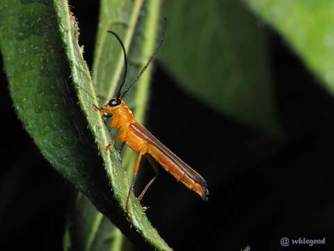 Image of Oberea fuscipennis (Chevrolat 1852)