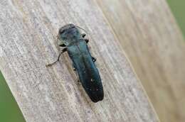 Image of European Oak Borer