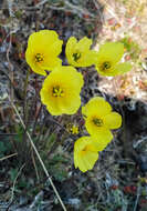 Image of Papaver lapponicum subsp. jugoricum (Tolm.) S. V. Gudoshnikov