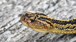 Image of Crotalus totonacus Gloyd & Kauffeld 1940