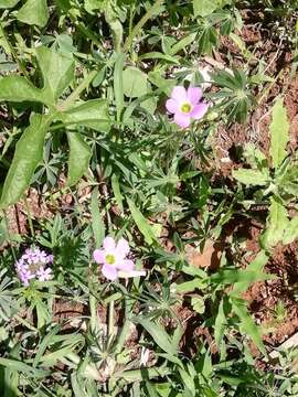 Image of Oxalis divergens Eckl. & Zeyh.