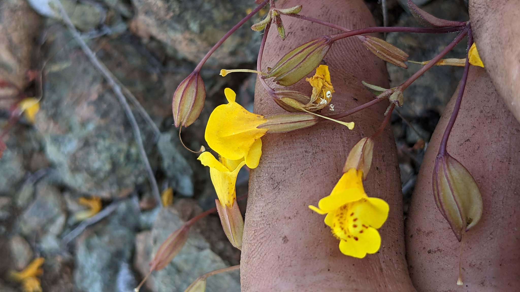 Image of Bare Monkey-Flower