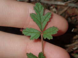 Image of Australian stork's bill